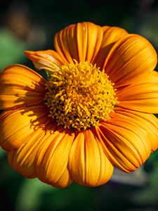 Preview wallpaper tithonia, flower, petals, yellow, macro