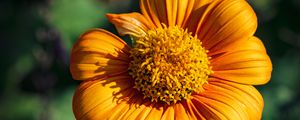 Preview wallpaper tithonia, flower, petals, yellow, macro