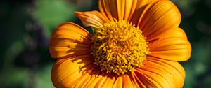 Preview wallpaper tithonia, flower, petals, yellow, macro