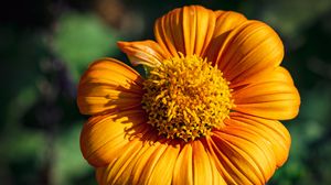 Preview wallpaper tithonia, flower, petals, yellow, macro