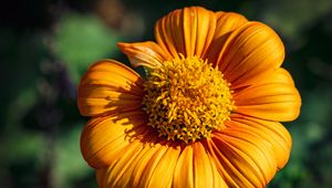 Preview wallpaper tithonia, flower, petals, yellow, macro