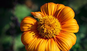 Preview wallpaper tithonia, flower, petals, yellow, macro