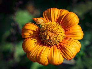 Preview wallpaper tithonia, flower, petals, yellow, macro