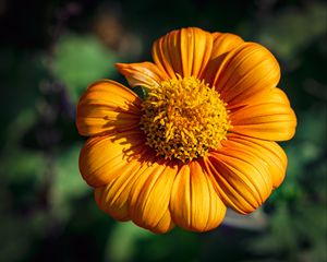 Preview wallpaper tithonia, flower, petals, yellow, macro