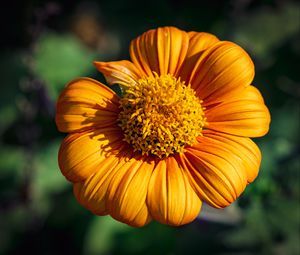 Preview wallpaper tithonia, flower, petals, yellow, macro