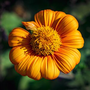 Preview wallpaper tithonia, flower, petals, yellow, macro