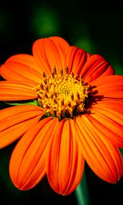 Preview wallpaper tithonia, flower, petals, orange, macro, blur