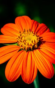 Preview wallpaper tithonia, flower, petals, orange, macro, blur