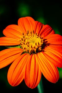 Preview wallpaper tithonia, flower, petals, orange, macro, blur