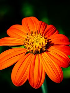 Preview wallpaper tithonia, flower, petals, orange, macro, blur