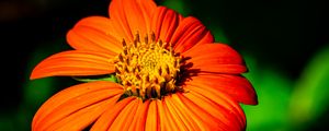 Preview wallpaper tithonia, flower, petals, orange, macro, blur