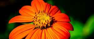 Preview wallpaper tithonia, flower, petals, orange, macro, blur