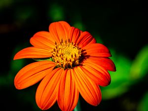 Preview wallpaper tithonia, flower, petals, orange, macro, blur