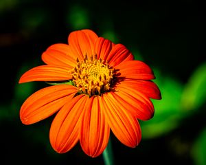 Preview wallpaper tithonia, flower, petals, orange, macro, blur