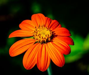 Preview wallpaper tithonia, flower, petals, orange, macro, blur