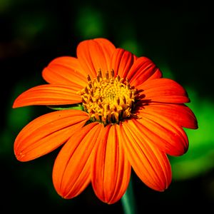 Preview wallpaper tithonia, flower, petals, orange, macro, blur