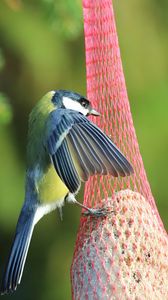 Preview wallpaper titmouse, bird, animal, nature, wings