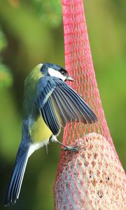 Preview wallpaper titmouse, bird, animal, nature, wings