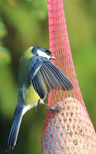 Preview wallpaper titmouse, bird, animal, nature, wings