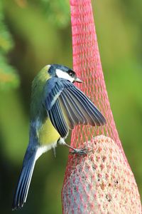 Preview wallpaper titmouse, bird, animal, nature, wings
