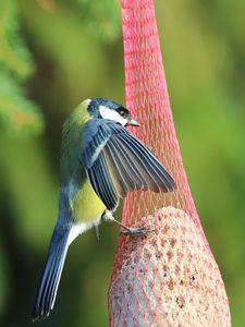 Preview wallpaper titmouse, bird, animal, nature, wings