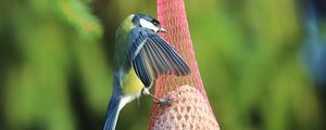 Preview wallpaper titmouse, bird, animal, nature, wings