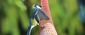 Preview wallpaper titmouse, bird, animal, nature, wings