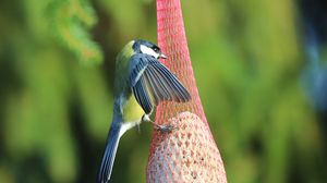 Preview wallpaper titmouse, bird, animal, nature, wings