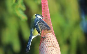 Preview wallpaper titmouse, bird, animal, nature, wings