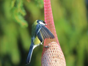 Preview wallpaper titmouse, bird, animal, nature, wings