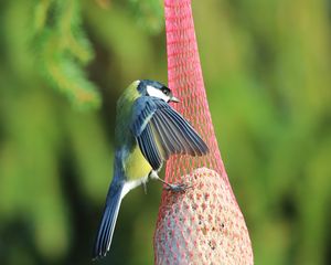Preview wallpaper titmouse, bird, animal, nature, wings