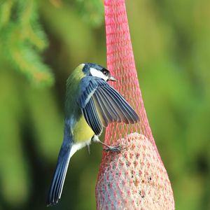 Preview wallpaper titmouse, bird, animal, nature, wings