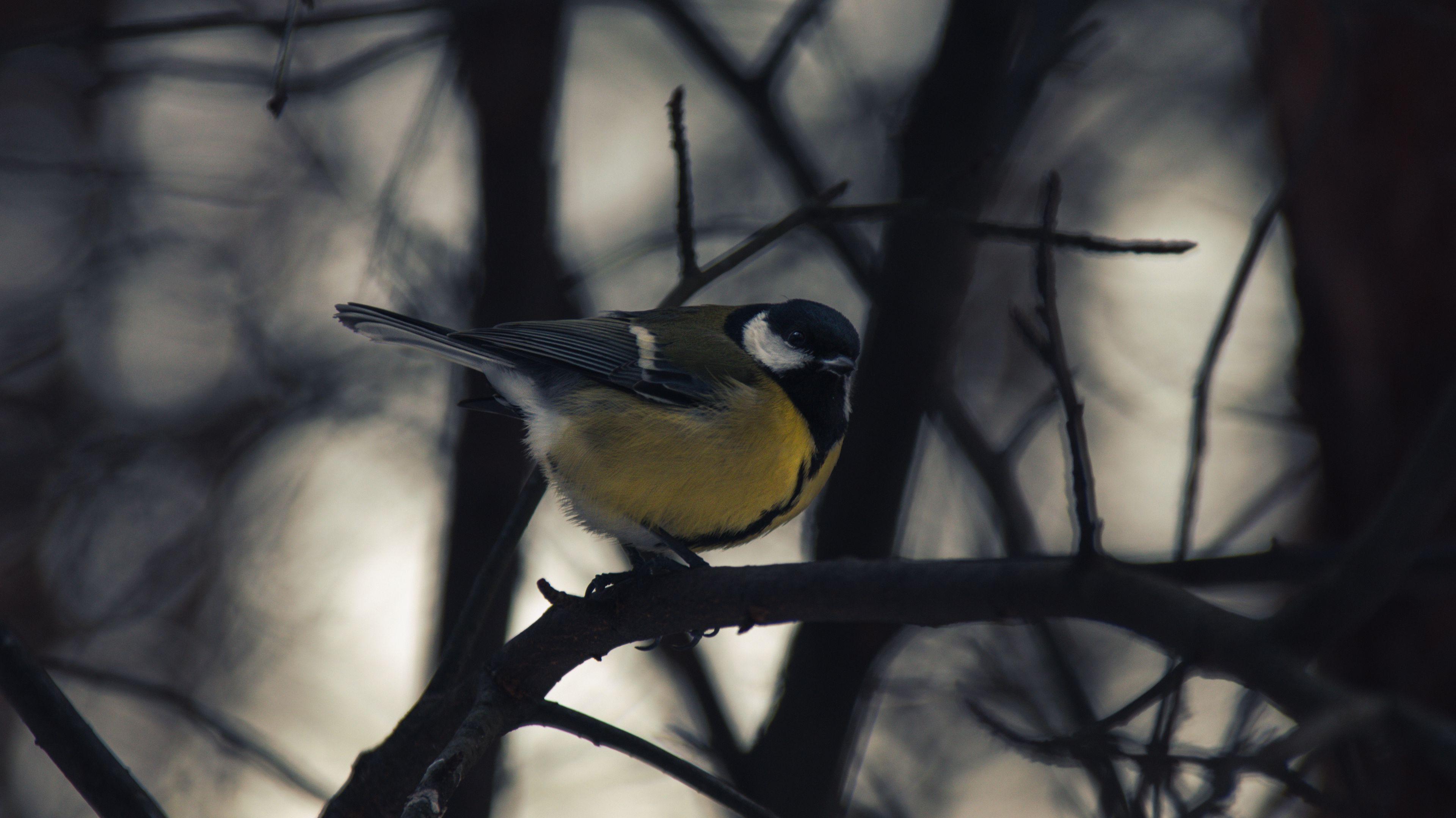 Download wallpaper 3840x2160 chickadee, bird, branch, winter 4k uhd 16: