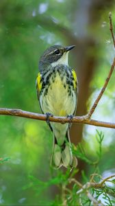 Preview wallpaper titmouse, bird, branches, tree, greenery, nature