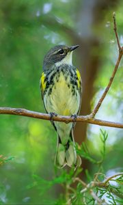 Preview wallpaper titmouse, bird, branches, tree, greenery, nature