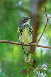 Preview wallpaper titmouse, bird, branches, tree, greenery, nature