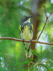 Preview wallpaper titmouse, bird, branches, tree, greenery, nature