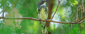 Preview wallpaper titmouse, bird, branches, tree, greenery, nature