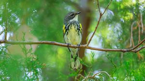 Preview wallpaper titmouse, bird, branches, tree, greenery, nature