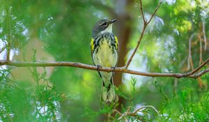 Preview wallpaper titmouse, bird, branches, tree, greenery, nature