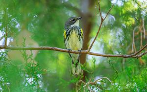 Preview wallpaper titmouse, bird, branches, tree, greenery, nature
