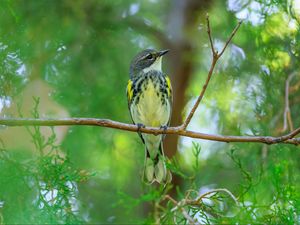 Preview wallpaper titmouse, bird, branches, tree, greenery, nature