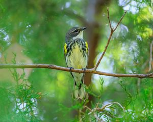 Preview wallpaper titmouse, bird, branches, tree, greenery, nature