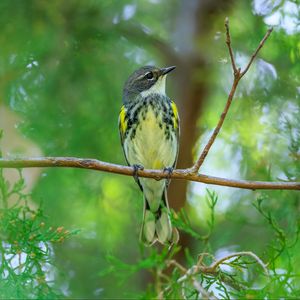 Preview wallpaper titmouse, bird, branches, tree, greenery, nature