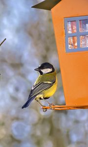 Preview wallpaper titmouse, bird, feeders, wildlife, blur