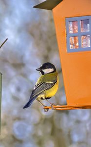 Preview wallpaper titmouse, bird, feeders, wildlife, blur