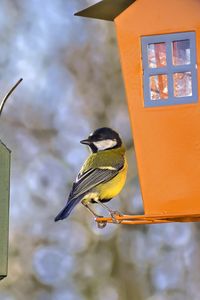 Preview wallpaper titmouse, bird, feeders, wildlife, blur