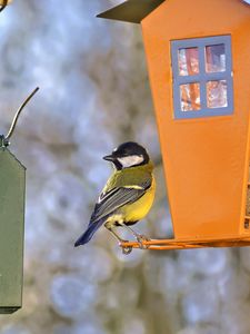 Preview wallpaper titmouse, bird, feeders, wildlife, blur