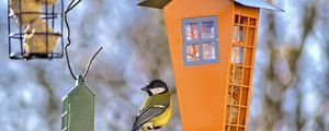 Preview wallpaper titmouse, bird, feeders, wildlife, blur