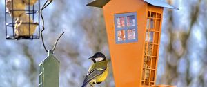 Preview wallpaper titmouse, bird, feeders, wildlife, blur